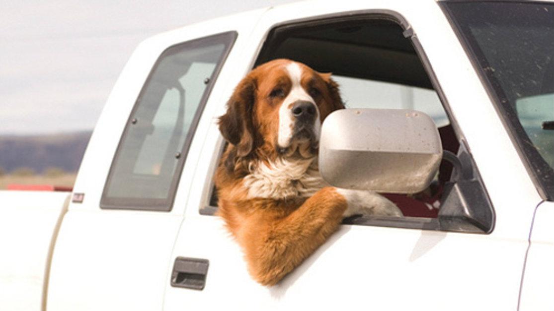 Εκδρομή με σκύλο! Πώς να τον προετοιμάσεις για το αμάξι;