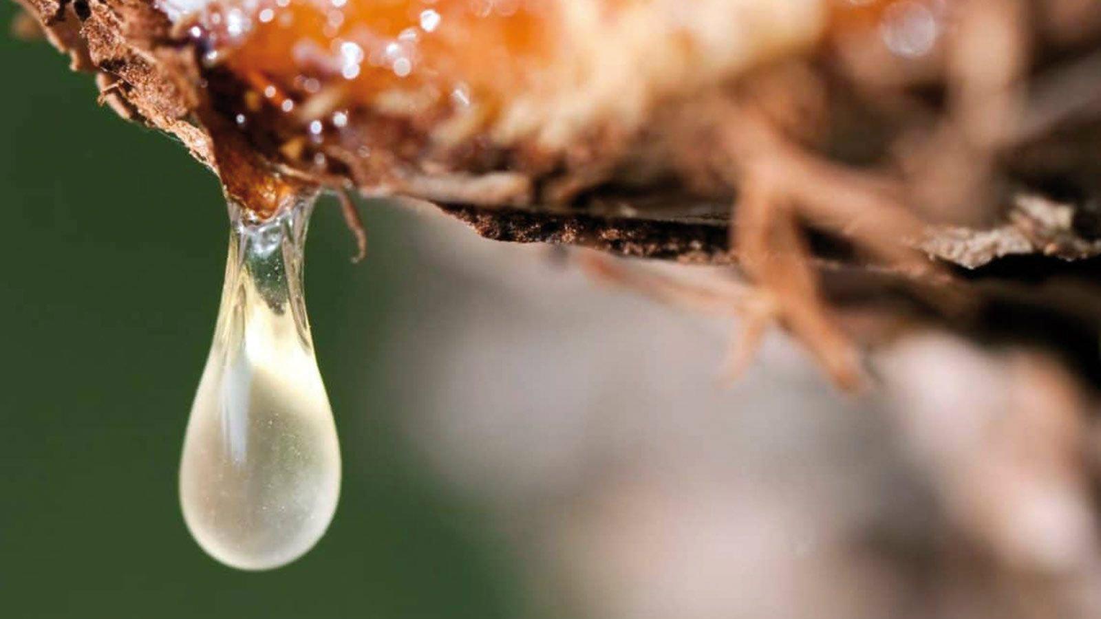 Ρετσίνι. Αυτός ο τεράστιος και άγνωστος εχθρός...