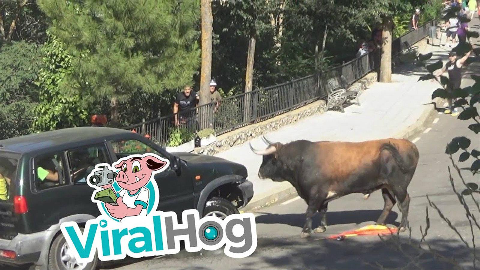 4x4 εναντίον …Ταύρου! (+video)