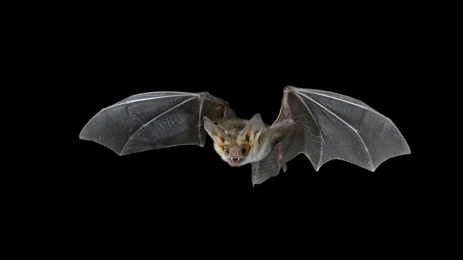 Τι σχέση μπορεί να έχει μία νυχτερίδα με την ασφάλεια μας στο δρόμο?