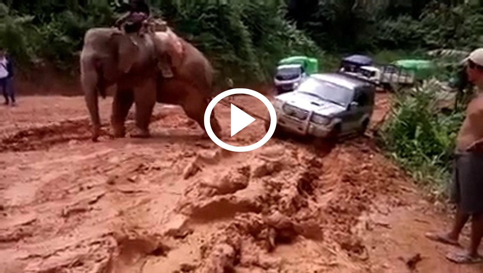 Ελέφαντας ρυμουλκεί SUV έξω από λασποπαγίδα [video]