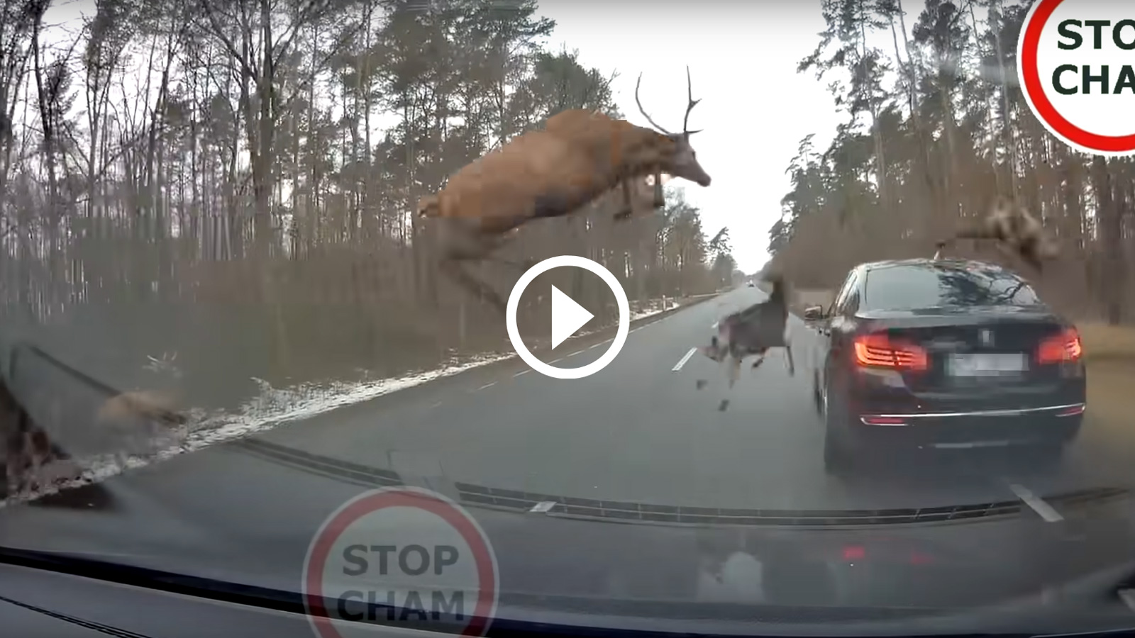 Πλαγιομετωπική σύγκρουση BMW με... κοπάδι ελαφιών! [video]