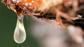 Ρετσίνι. Αυτός ο τεράστιος και άγνωστος εχθρός...