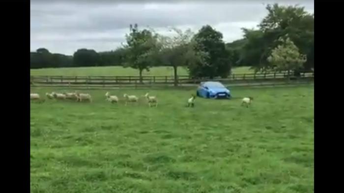 Ford Focus RS «ντύνεται» βοσκός και τσοπανόσκυλο μαζί και κατευθύνει με άνεση ένα κοπάδι πρόβατα!!!