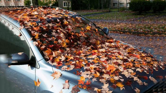 Τα φύλλα είναι επικίνδυνα τόσο για το αμάξι όσο και για σένα!