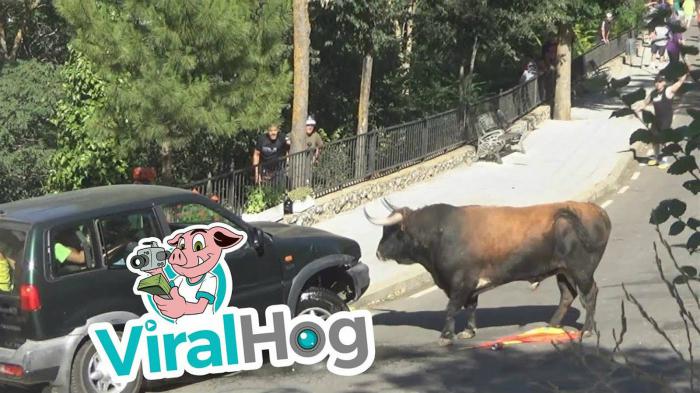  Red Bull?      [video]